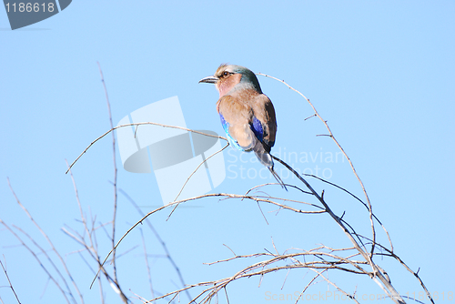 Image of Lilac breasted roller