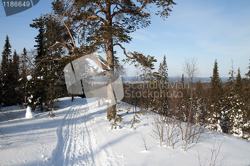 Image of Winter landscape in the forest