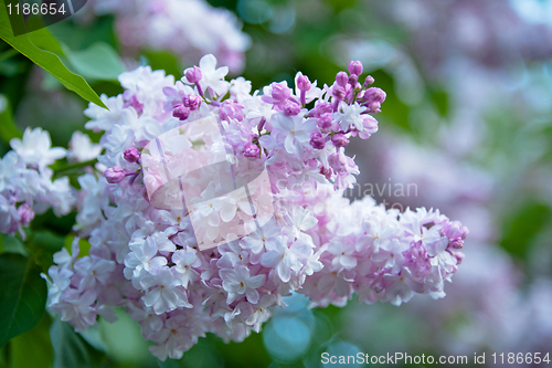 Image of Lilac flower