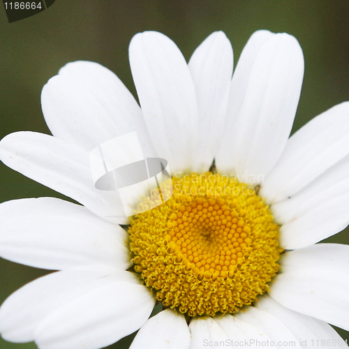Image of A Daisy