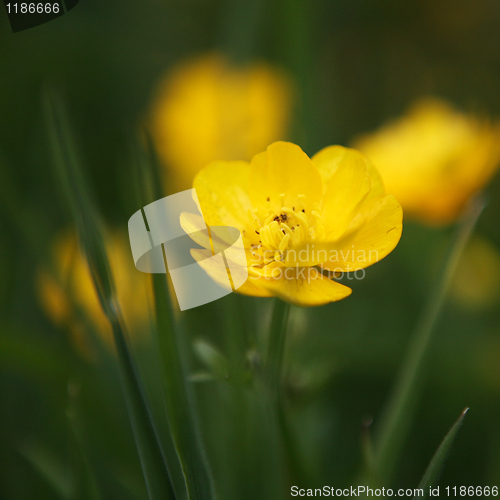 Image of A Buttercup