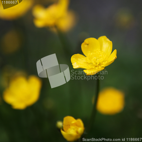 Image of Buttercup Glory