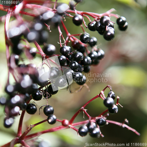 Image of A Blackcurrant