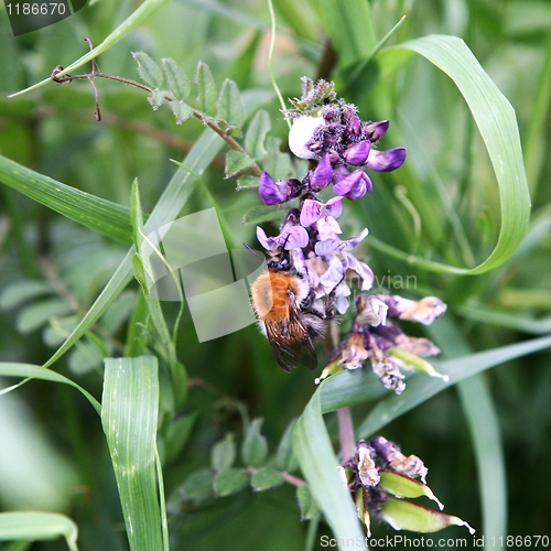 Image of Honey Bee