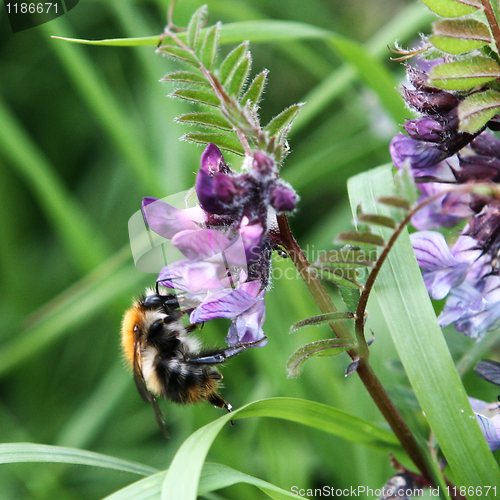 Image of Honey Bee