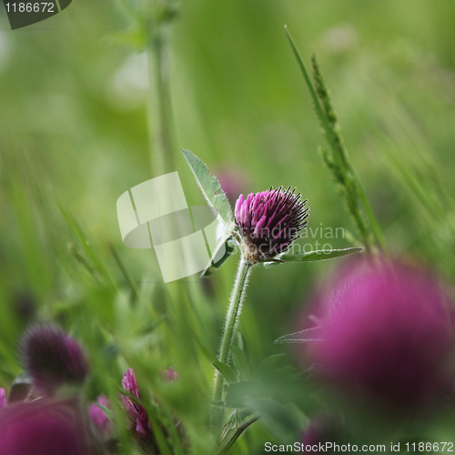 Image of Wild Flower