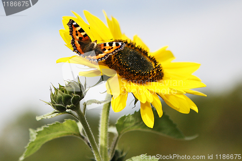 Image of Sunflower and Friend