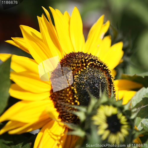 Image of A Sunflower