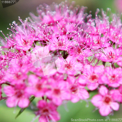 Image of Pink Spray