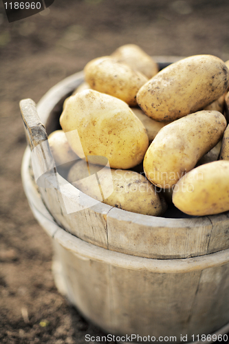 Image of Potatoes