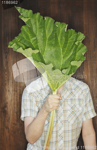 Image of Rhubarb