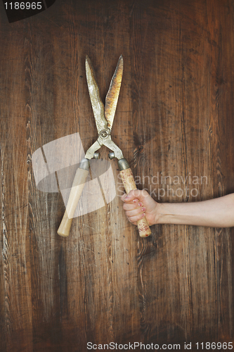 Image of Hedge trimmer