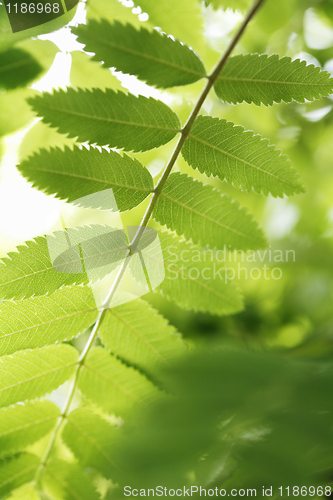 Image of Rowan tree