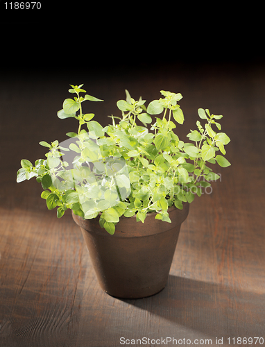 Image of Oregano