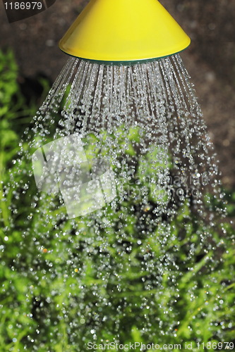 Image of Watering