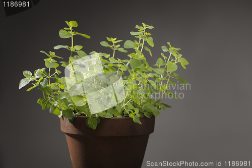 Image of Oregano