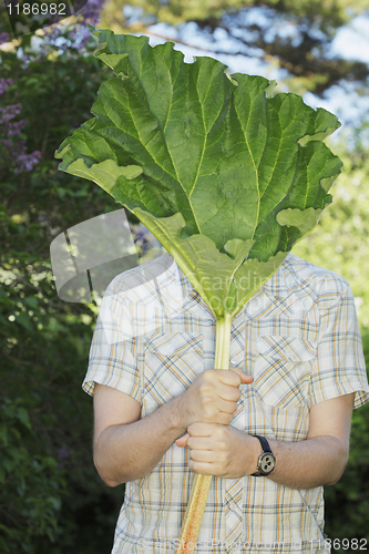 Image of Rhubarb