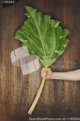 Image of Rhubarb