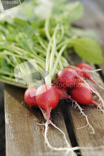 Image of Radish