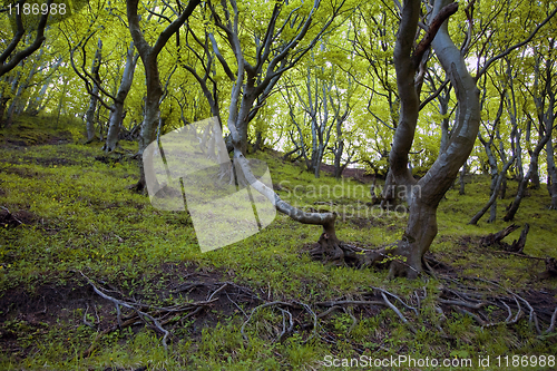 Image of A fairytale wood Denmark