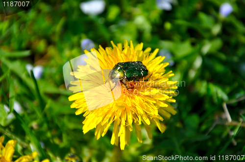 Image of Green rose chafer (Cetonia aurata)