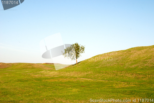 Image of tree in field