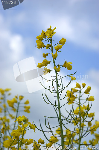 Image of Rapeseed