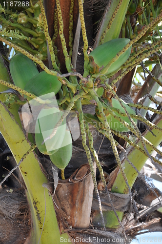 Image of Coconut Palm Tree