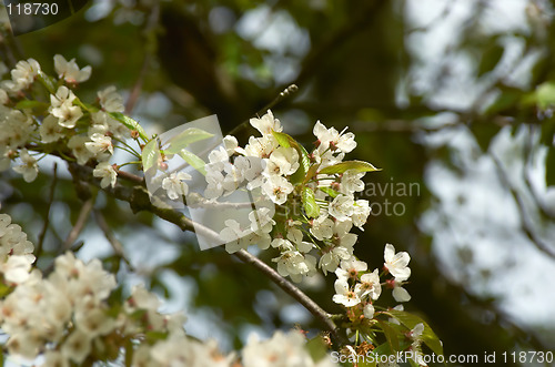 Image of Cherry blossom