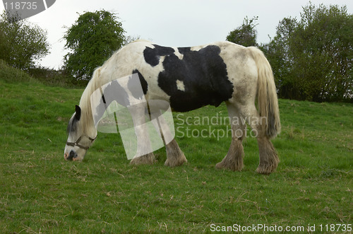 Image of Horse