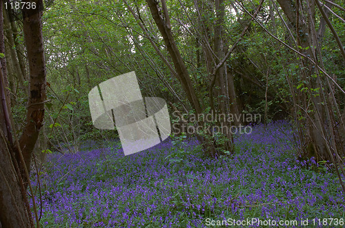 Image of Woodland Bluebells