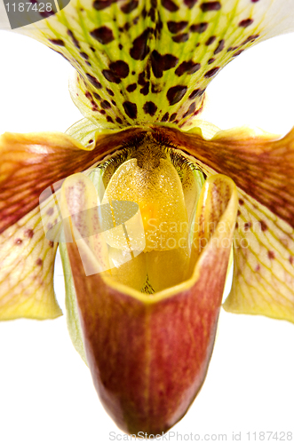 Image of Close up of orchid (Paphiopedilum Maudiae) 