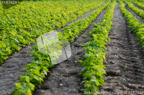 Image of Green beans field