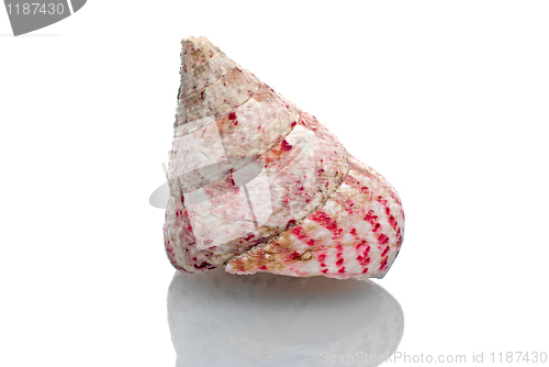 Image of Sea shell