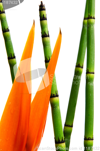 Image of Close up of Strelitzia Reginae and reed