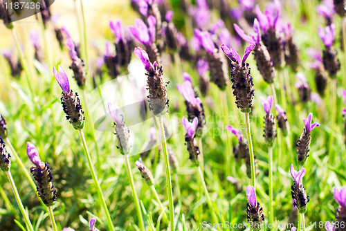 Image of Heather Calluna vulgaris bush