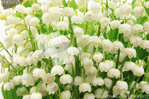Image of Flowers