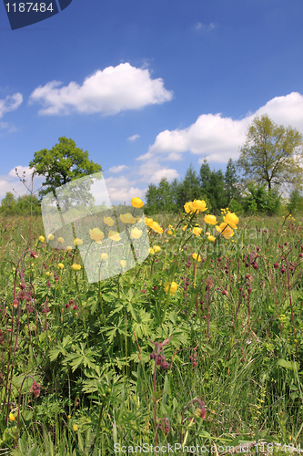 Image of Globeflower