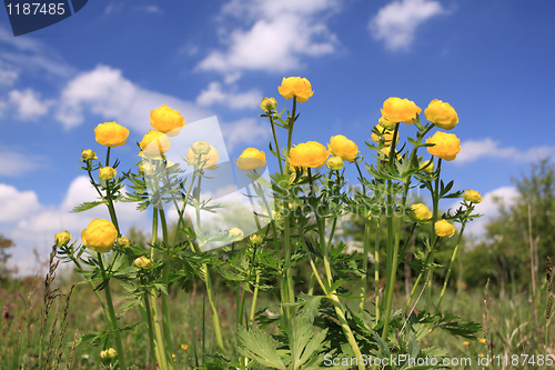 Image of Globeflower