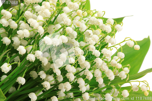 Image of Flowers