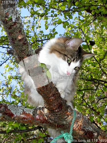 Image of Cat in birch tree