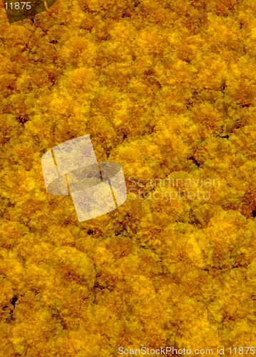 Image of Marigold Flowers Abstract - an incamera multiple exposure. (12MP camera).