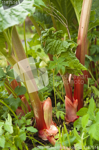 Image of Leaves of a rhubarb, close up