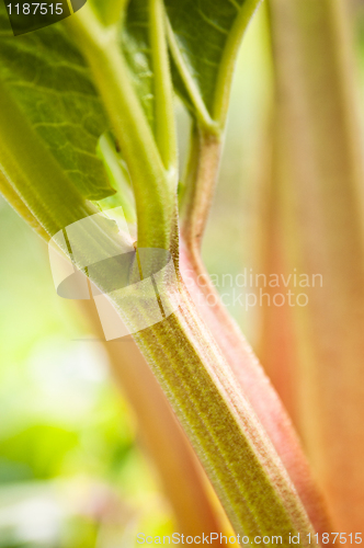 Image of Leaves of a rhubarb, close up