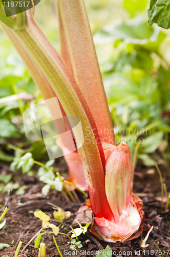 Image of Leaves of a rhubarb, close up