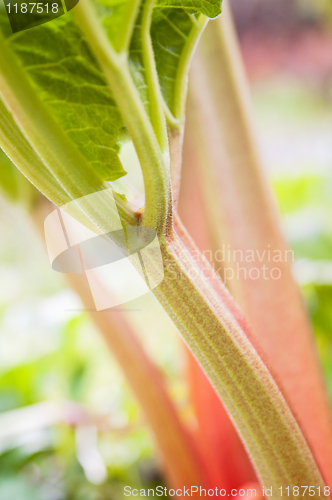 Image of Leaves of a rhubarb, close up