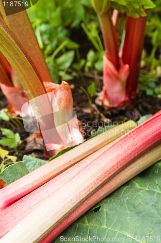 Image of Leaves of a rhubarb, close up