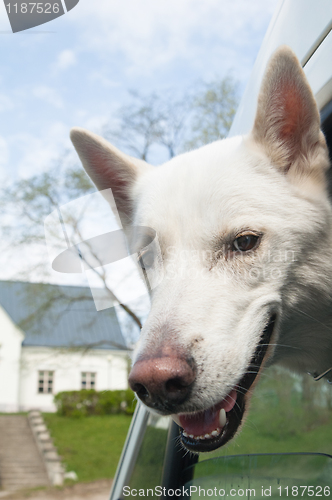 Image of Muzzle of a dog