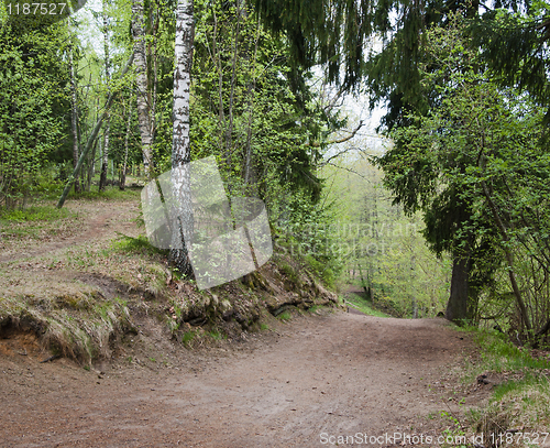 Image of Spring wood