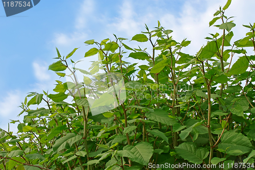 Image of Group of young plants